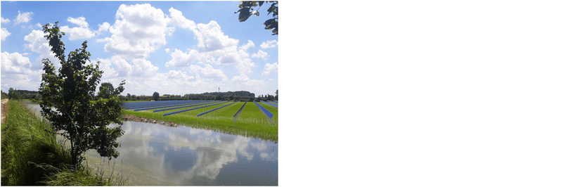 transizione energetica fotovoltaico agricolo